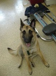 image of malinois