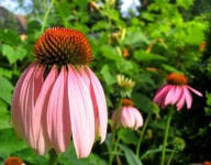image of flower