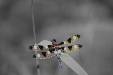 image of dragonfly