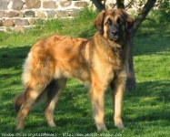 image of leonberg
