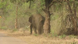 image of tusker