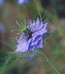 image of flower