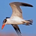 image of bird