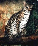 image of wild_cat #9