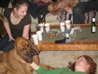 image of bloodhound