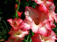 image of flower