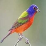 image of bird