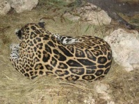 image of jaguar_car