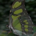 image of animal