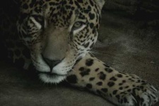 image of jaguar_car