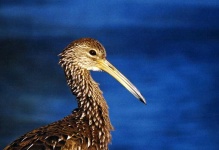 image of limpkin