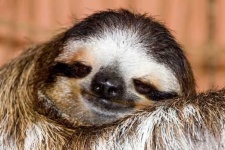image of sloth