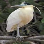 image of bird