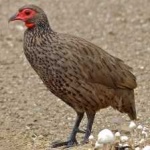 image of black_francolin #15