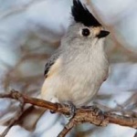 image of bird