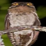 image of bird