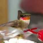 image of bird