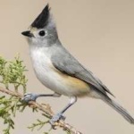 image of bird