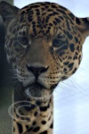 image of jaguar_car