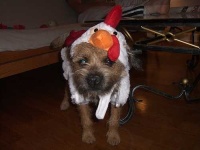 image of border_terrier #18