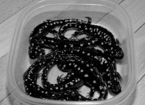 image of spotted_salamander