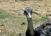 image of ostrich