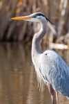 image of heron