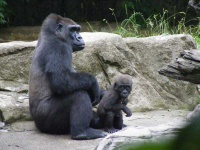 image of gorilla