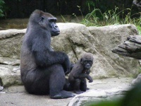 image of gorilla #1