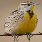 image of bird