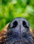 image of dog_nose