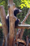 image of sloth_bear