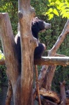 image of sloth_bear #10