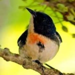 image of bird