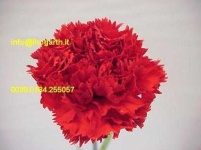 image of flower