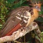 image of bird