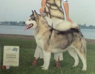 image of malamute