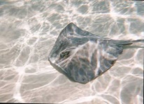image of stingray