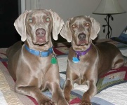 image of weimaraner