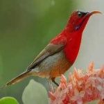 image of bird