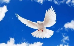 image of dove