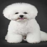 image of animal