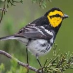 image of bird