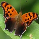 image of animal