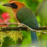 image of bird