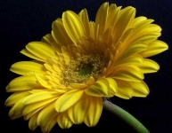 image of flower
