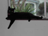image of animal