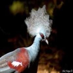 image of bird