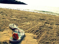 image of conch