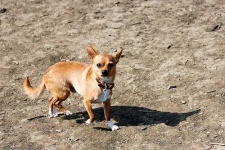 image of chihuahua
